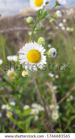 Picture of a white flower with yellow stamens blooming in summer