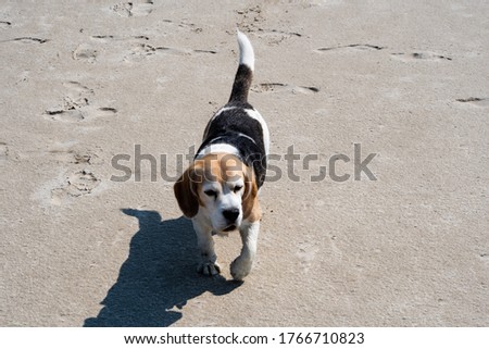 nine year old beagle on the huge beach in St. Peter Ording