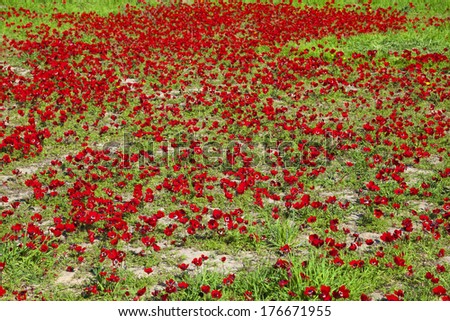 Spring blossoming of red flowers (anemones) 