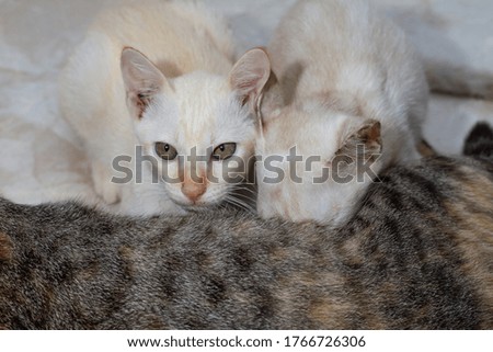 Two little kittens suck milk from his mother cat
