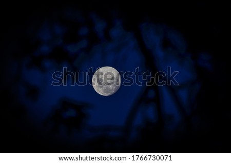 Moon shines through silhouetted trees