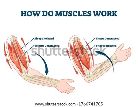 How do muscles work labeled principle explanation scheme vector illustration. Anatomical and physical movement process example with biceps relaxed and triceps contracted. Educational comparison graph. Royalty-Free Stock Photo #1766741705