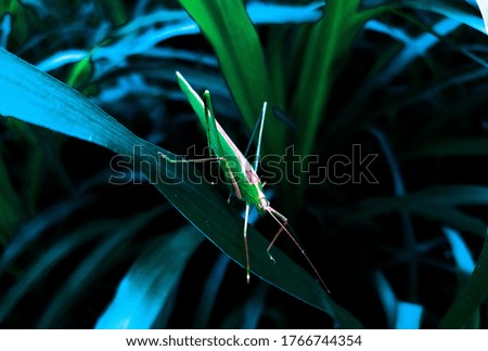 A leaf shape grasshopper  in marathi it's called naktoda.and it's a insect.