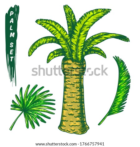 The chilean wine palm with leaves outline