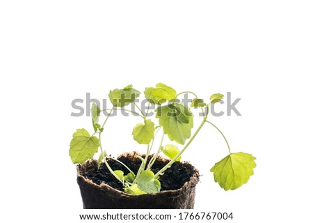 Little green mint isolated on a white background. Melissa into a small peat pot