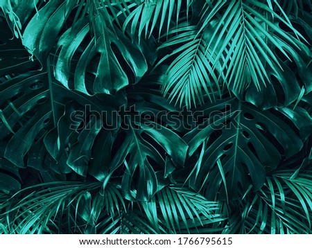 tropical leaf texture,nature dark green background ,layout made of green leaves. Flat lay. Nature concept