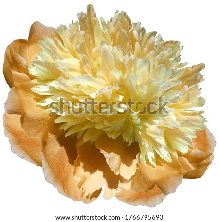 flower  orange-yellow peony  isolated on a white background. No shadows with clipping path. Close-up. Nature.