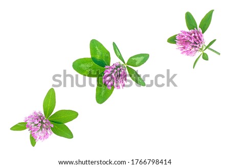 Three beautiful forest clover flowers isolated on a white background. Trefoil flowers. Medicinal herb. Royalty-Free Stock Photo #1766798414