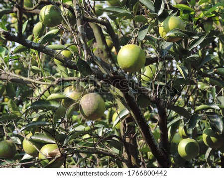 citrus plants in the garden. nature photo object
