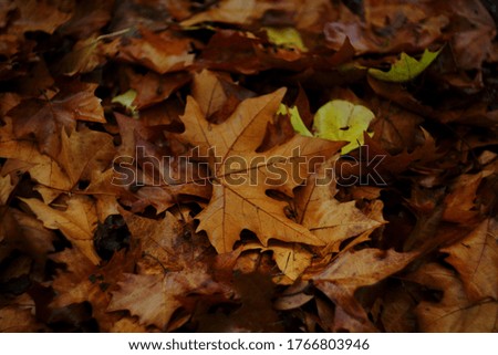
A large leaf on a carpet of fallen leaves