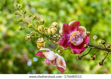 Cannonball flower (Couroupita guianensis)