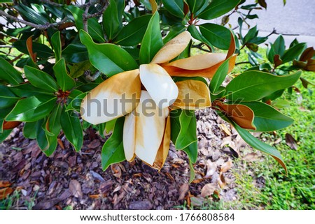 Magnolia denudata tree and flower