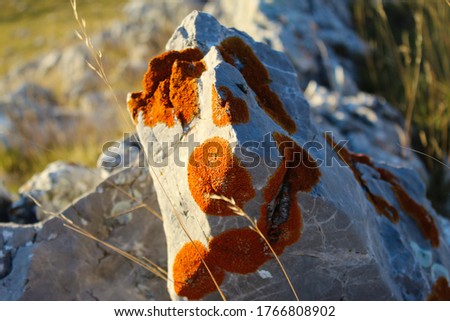 Stone covered with colonies of orange lichens. On the mountain Bjelasnica, Bosnia and Herzegovina.