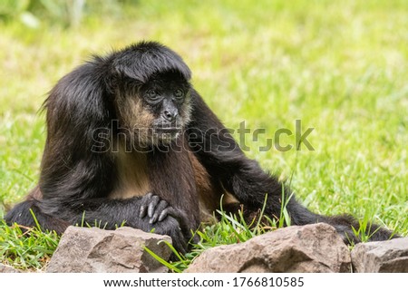 A black monkey is sitting in the grass