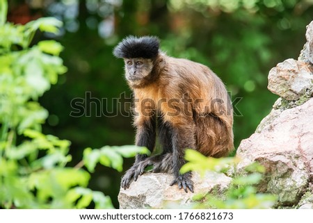 A monkey on a rock. A monkey in nature. Robust capuchin monkeys are capuchin monkeys in the genus Sapajus.