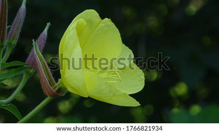 Night flower of lemon color on a blurred background. Background picture.