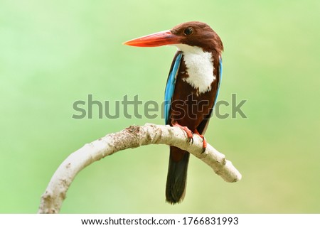 Beautiful red beaks bird perching on curve branch over clear green background, exotic wild animal