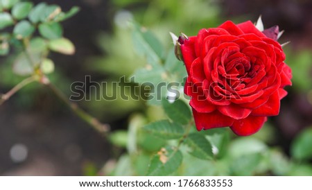 Beautiful flowers of a red rose on a background of green garden