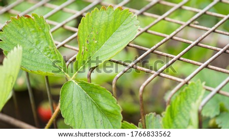 A metal grid covers green plants. Plant protection.