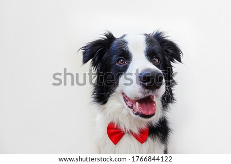 Funny studio portrait puppy dog border collie in bow tie as gentleman or groom on white background. New lovely member of family little dog looking at camera. Funny pets animals life concept
