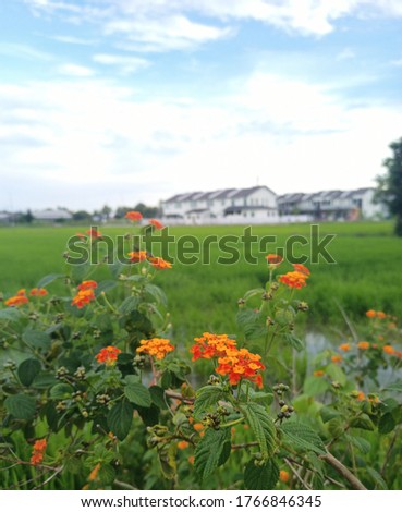 Beautiful flowers picture in Malaysia