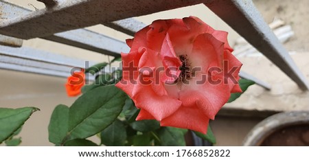 home grown roses in rose garden giving marvelous view and very soothing to eyes, real view of nature at home. One need to grow at home only properly organic