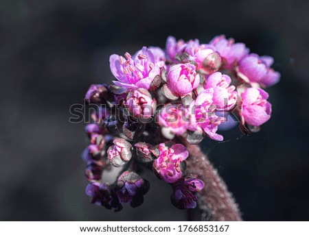 
flowering tree branch with purple flowers in spring park