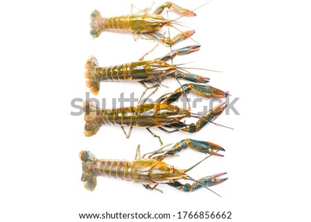 A picture of variety freshwater lobster on isolated white background. Various size will give different taste.