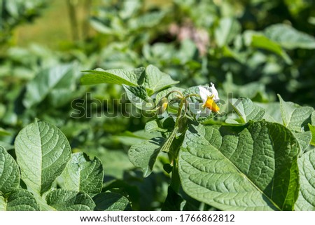 Potato plants with blossoms in a close-up in the garden