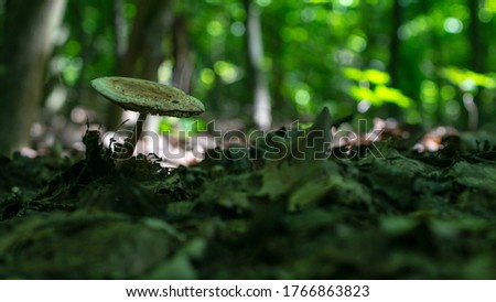 Lone white mushroom on a fabulous green forest background