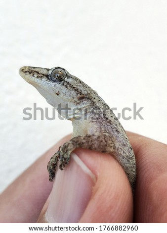 A striped fat lizard in his hand on a white background