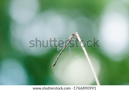 Beautiful detail of Lestes sponsa dragonfly