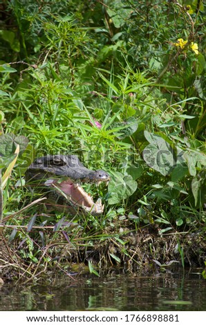 Obero Lizard in it's natural environment