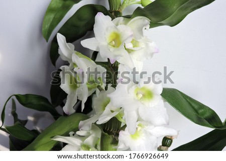 White flowers with pink tips and green leaves of a noble dendrobium orchid, white background