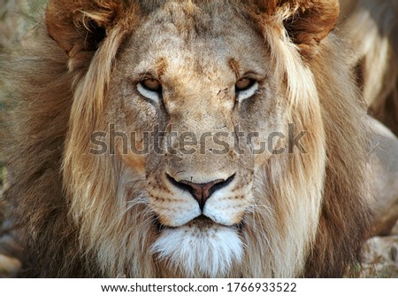 This beautiful old African Lion was photographed in the wild in South Africa. Royalty-Free Stock Photo #1766933522