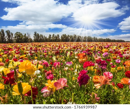 Magnificent flower carpet of multicolor garden buttercups - ranunculus. Israel. Hot sun and white clouds on a fine day. The concept of botanical, environmental and photo tourism