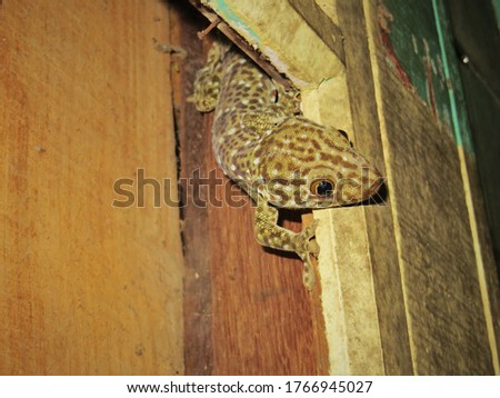 Closeup shot of a beautiful little Lizard with textured body and orange and black eye peeking from inside a wooden door crack of an old building