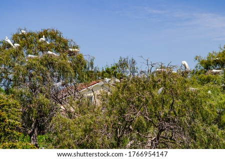 Herons sitting on a tree, Newark, California