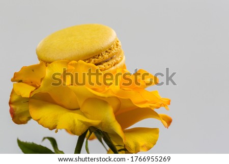 Tasty macaroon cookies and yellow rose on a white background