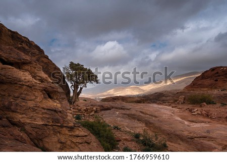 lonely tree in deserted mountains of Petra in Jordan in cloudy weather