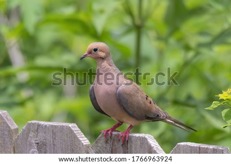 The mourning dove is a member of the dove family.The bird is also known as the American mourning dove or the rain dove.It is one of the most abundant and widespread of all North American birds. Royalty-Free Stock Photo #1766963924