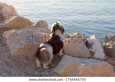 Shih tzu dog walking on a beach at sunset. Selective focus.
