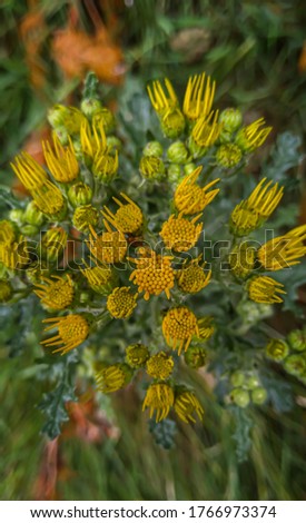 Closeup of a yellow blooming Ragwort or Jacobaea vulgaris plant in its natural habitat on a sunny day in summertime