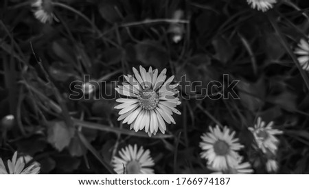 Black and white picture of daisy chamomile flowers on dark green background. Close-up image. Beautiful macro photography.
