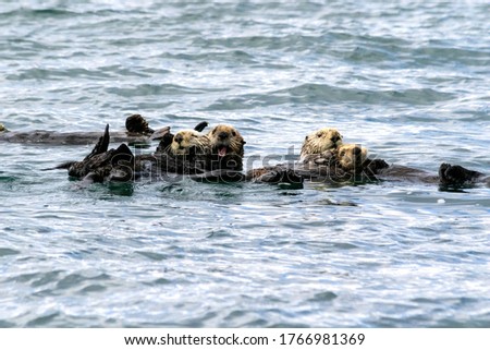Sea otter raft, mothers and pups. tired and yawning