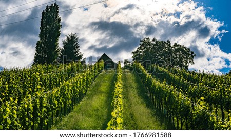 Beautiful green rows of grape plants in summer in Austria. South styria grape plantations on vineyards.
