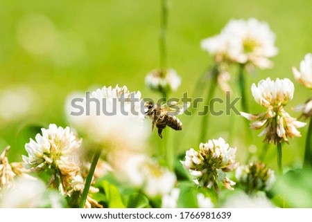 Close up of honey bee flying on the clover flower in the green field. Good for banner. Green background.