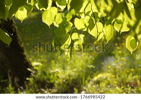 Leaves of linden glow with freshness against the background of a forest glade with yellow dandelions