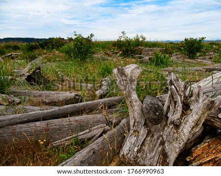 Spectacular driftwood strewn along the Island View beach on Vancouver Island, Canada