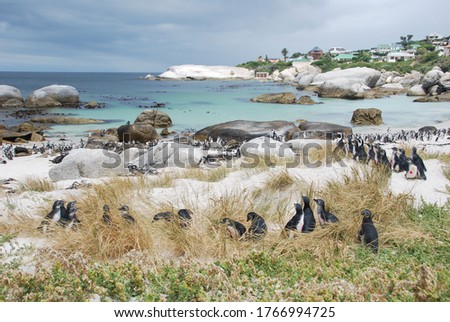 Penguin colony at boulders beach